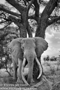 SUPER TUSKERS AND FRIENDS - KENYA