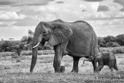 SUPER TUSKERS AND FRIENDS - KENYA