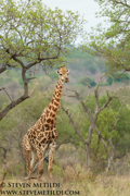 SOUTH AFRICA 2019