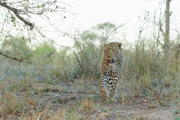 SOUTH AFRICA 2019