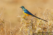NORTHERN KENYA