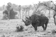 NORTHERN KENYA CLASSIC