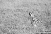 NORTHERN KENYA CLASSIC