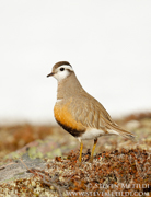 SVALBARD AND THE NORWEGIAN COAST