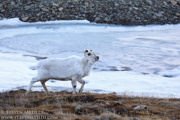 SVALBARD AND THE NORWEGIAN COAST