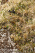 PUMAS AND BEARS OF THE ANDES