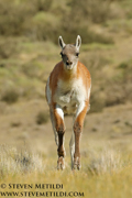 PUMAS AND BEARS OF THE ANDES