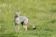 PUMAS AND BEARS OF THE ANDES