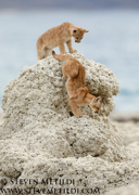 PUMAS AND BEARS OF THE ANDES