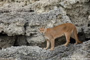PUMAS AND BEARS OF THE ANDES