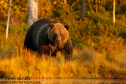BROWN BEARS - FINLAND