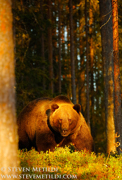 BROWN BEARS - FINLAND
