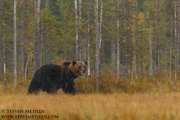BROWN BEARS - FINLAND