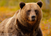 BROWN BEARS - FINLAND