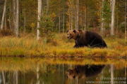 BROWN BEARS - FINLAND