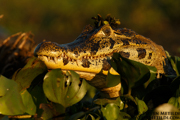BRAZIL - PANTANAL