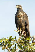 BRAZIL - PANTANAL
