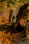 BRAZIL - PANTANAL