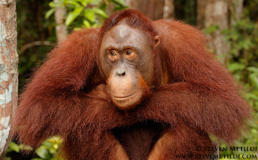 Orangutan, Crested_Black_Macaque, Tarsier, Long-tailed_Macaque, Komodo