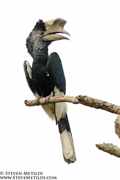 CHIMPANZEES AND GORILLAS OF UGANDA