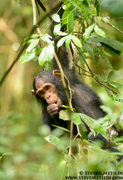 CHIMPANZEES AND GORILLAS OF UGANDA