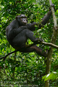 CHIMPANZEES AND GORILLAS OF UGANDA