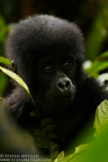 CHIMPANZEES AND GORILLAS OF UGANDA