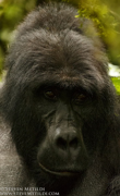 CHIMPANZEES AND GORILLAS OF UGANDA