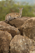 TANZANIA