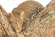 TANZANIA