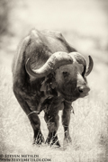 CLASSIC EAST AFRICA (Black & White)