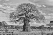 CLASSIC EAST AFRICA (Black & White)