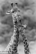 CLASSIC EAST AFRICA (Black & White)