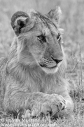 CLASSIC EAST AFRICA (Black & White)