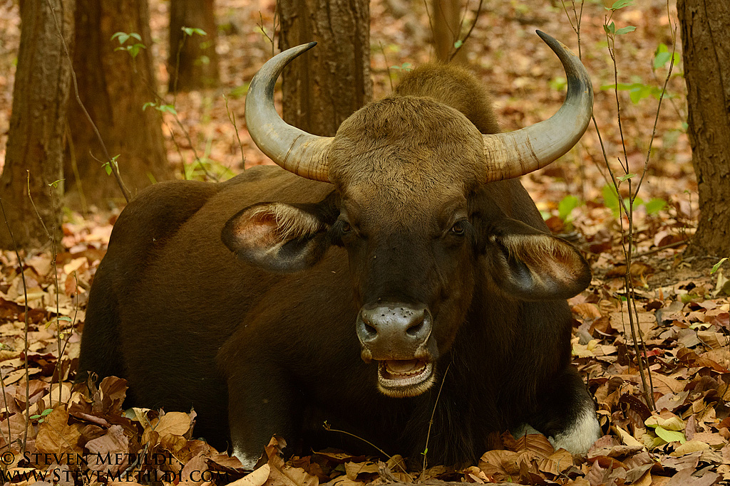 гаял. энди гаур. Bos gaurus.
