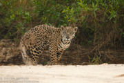 BRAZIL - JAGUARS OF THE PANTANAL