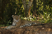 BRAZIL - JAGUARS OF THE PANTANAL