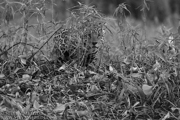 BRAZIL - JAGUARS OF THE PANTANAL