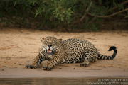BRAZIL - JAGUARS OF THE PANTANAL