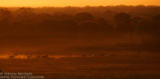 BRAZIL - JAGUARS OF THE PANTANAL