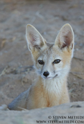 CANINES AND FELINES NORTH AMERICA