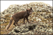 CANINES AND FELINES NORTH AMERICA