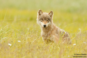 CANINES AND FELINES NORTH AMERICA