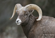 HOOFED ANIMALS