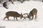 HOOFED ANIMALS