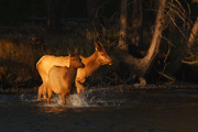 HOOFED ANIMALS
