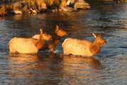 HOOFED ANIMALS