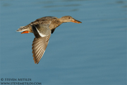 DUCKS