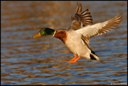 DUCKS