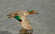 DUCKS
